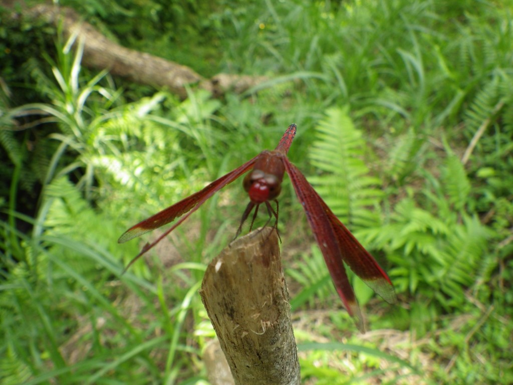 dragonfly2
